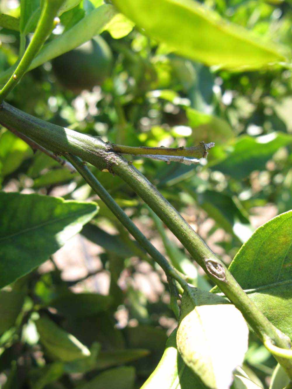              First year twig (Winter Haven, FL)       